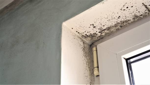 Best Attic Mold Removal  in Big River, CA