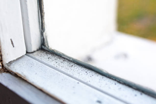 Best Post-Construction Mold Inspection  in Big River, CA