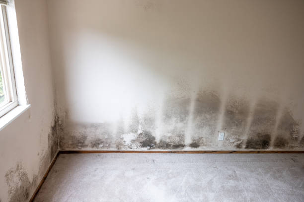 Mold Odor Removal Services in Big River, CA