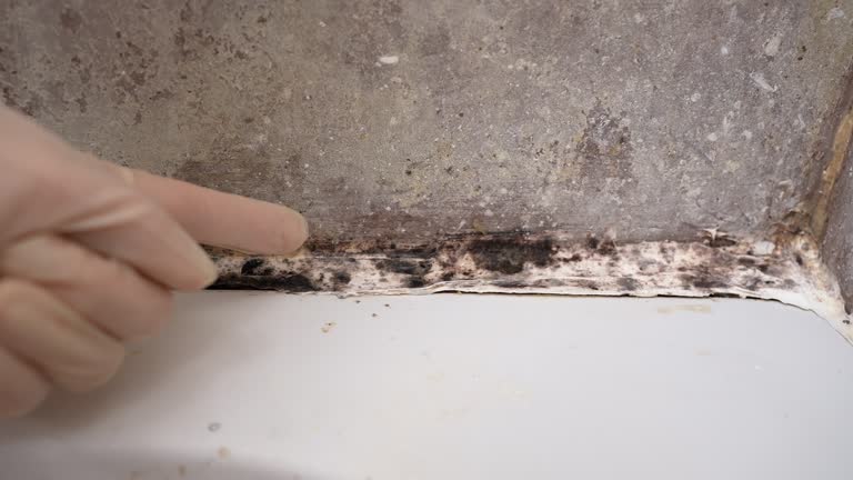 Best Asbestos and Lead Testing During Mold Inspection  in Big River, CA